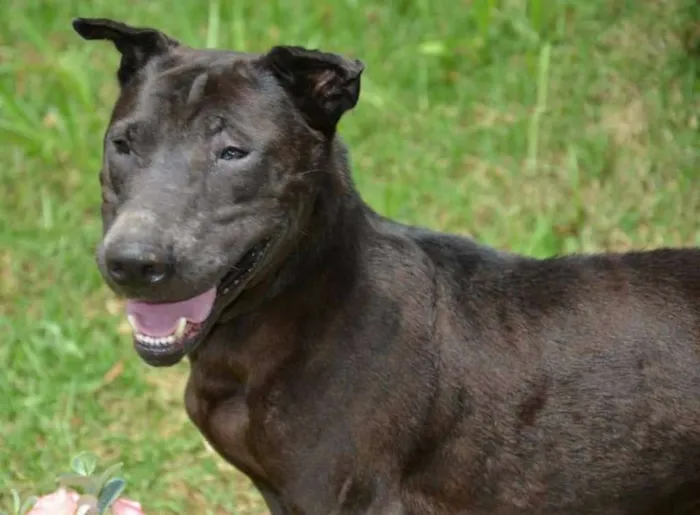 Cachorro ra a SRD idade 3 anos nome Pricila