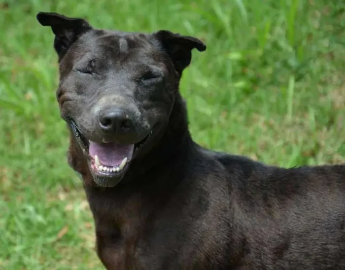 Cachorro ra a SRD idade 3 anos nome Pricila