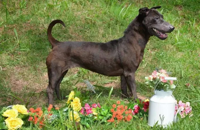 Cachorro ra a SRD idade 3 anos nome Pricila