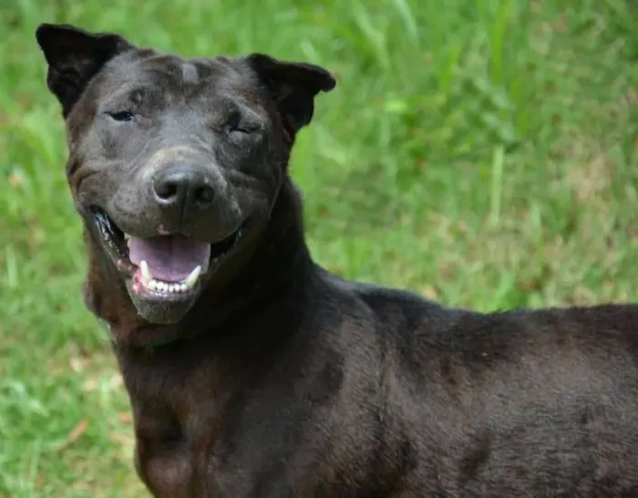 Cachorro ra a SRD idade 3 anos nome Pricila
