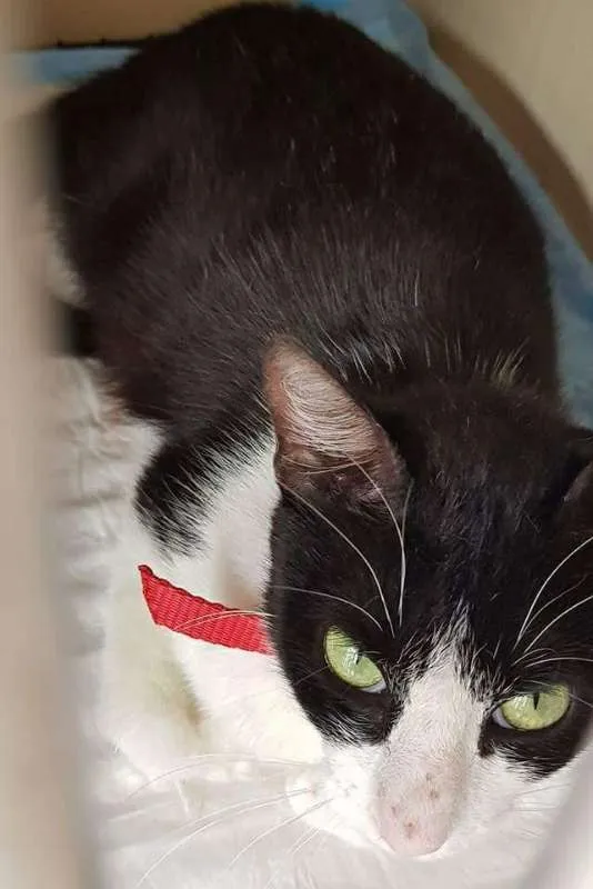 Gato ra a srd idade 2 anos nome Frajolinha