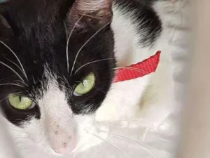 Gato raça srd idade 2 anos nome Frajolinha