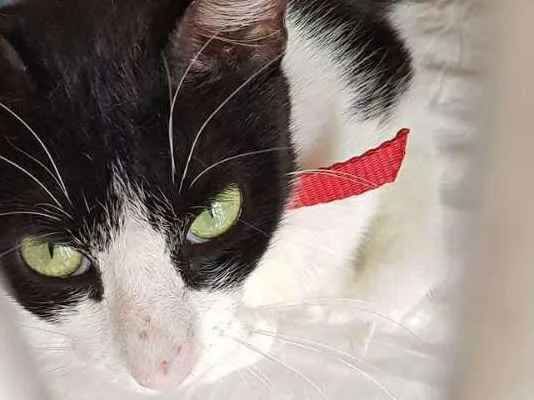 Gato ra a srd idade 2 anos nome Frajolinha
