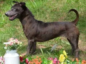 Cachorro raça SRD idade 3 anos nome Pricila