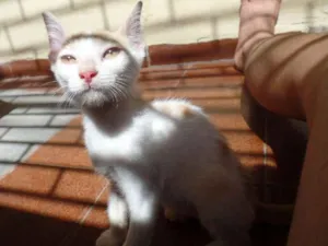 Gato raça  idade Abaixo de 2 meses nome Sem Nome