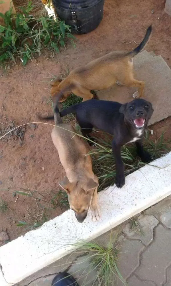 Cachorro ra a Sem raça definida idade 2 a 6 meses nome Sem nome