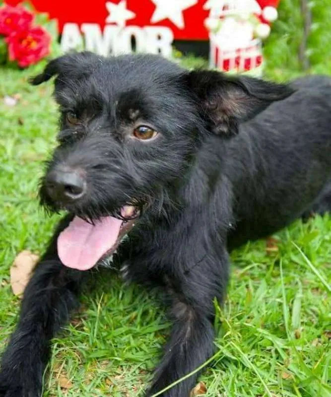 Cachorro ra a SRD idade 2 anos nome Mané