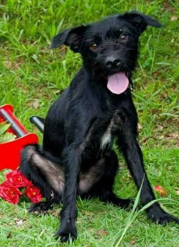 Cachorro ra a SRD idade 2 anos nome Mané