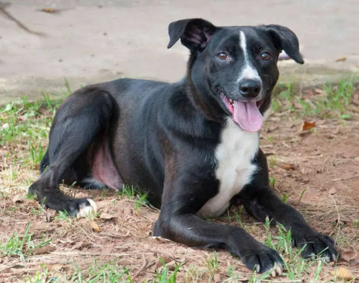 Cachorro ra a srd idade 5 anos nome Faísca
