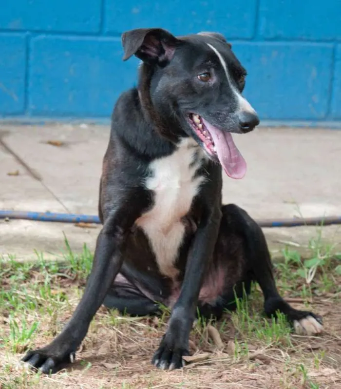 Cachorro ra a srd idade 5 anos nome Faísca