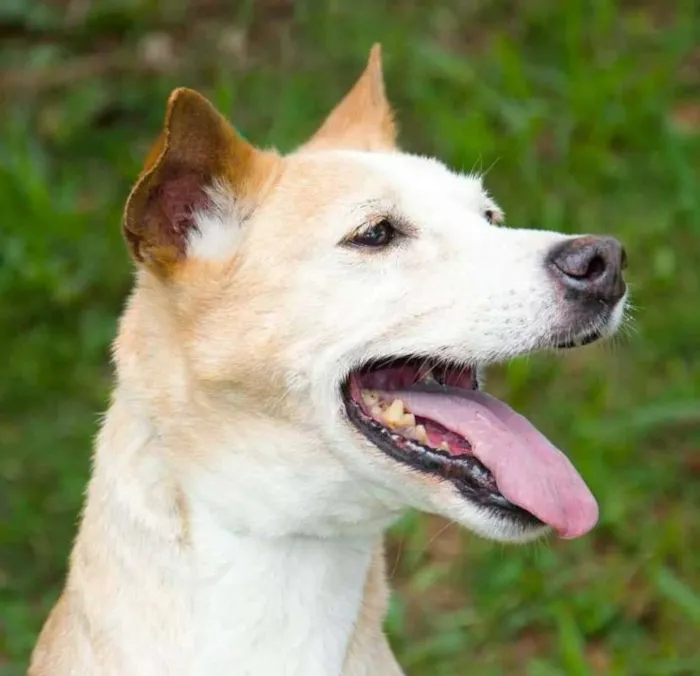 Cachorro ra a SRD idade 6 ou mais anos nome Messi