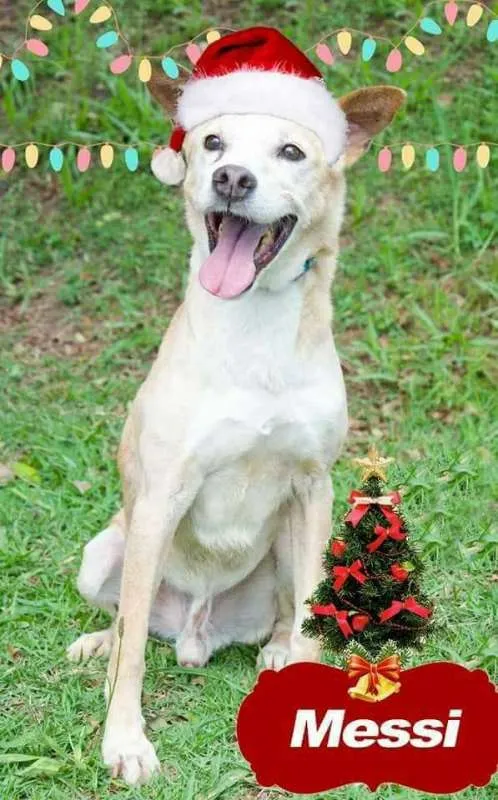 Cachorro ra a SRD idade 6 ou mais anos nome Messi