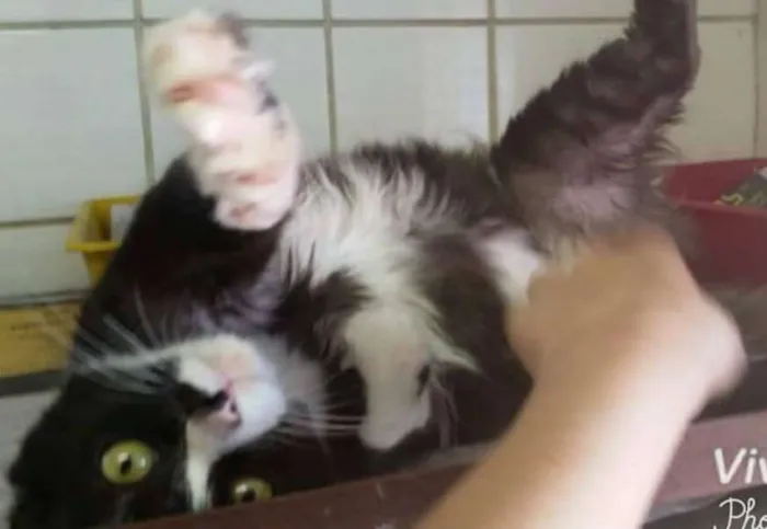 Gato ra a srd idade 2 anos nome Minie