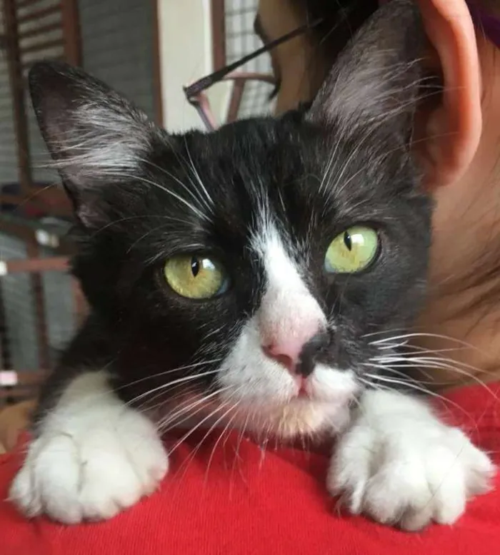 Gato ra a srd idade 2 anos nome Minie