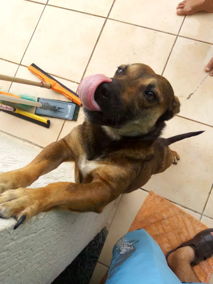 Cachorro ra a Vira Lata idade 2 anos nome Ninico
