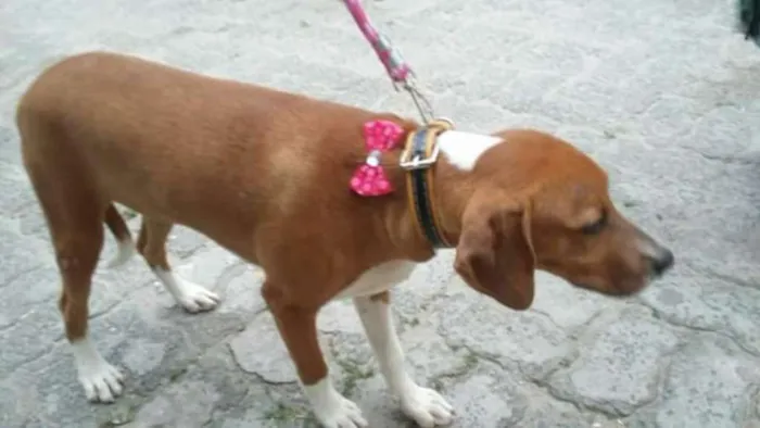 Cachorro raça Srd idade 1 ano nome Mel