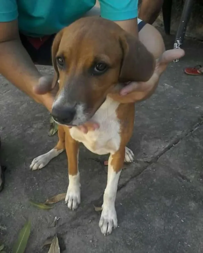 Cachorro raça Srd idade 1 ano nome Mel