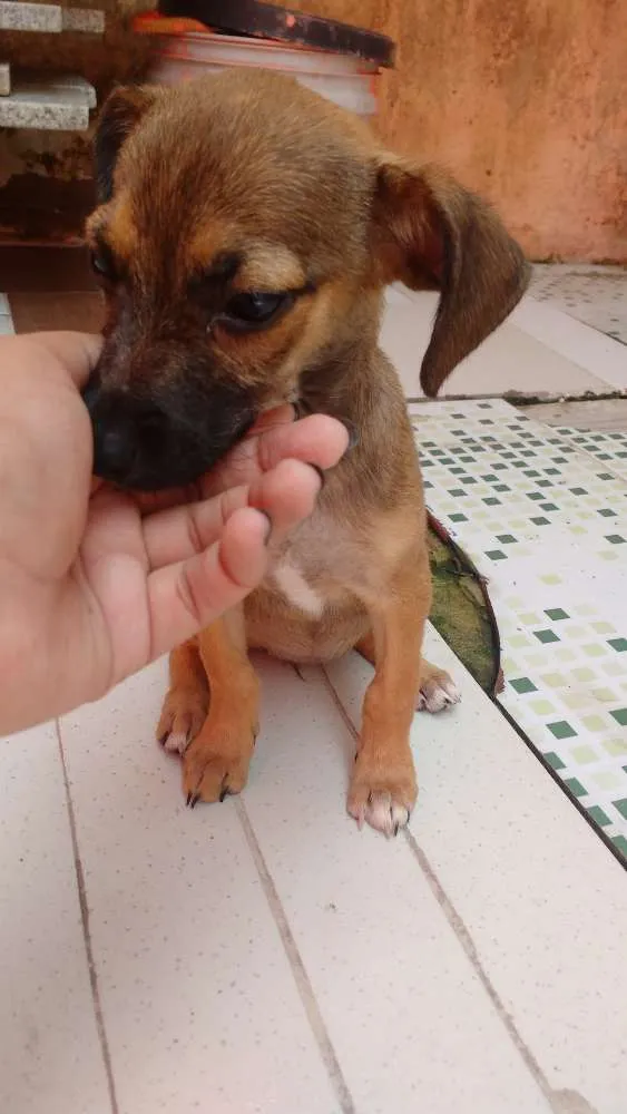 Cachorro ra a Não tem raça idade Abaixo de 2 meses nome Não tem nome