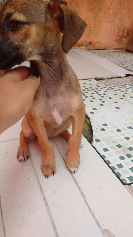 Cachorro ra a Não tem raça idade Abaixo de 2 meses nome Não tem nome