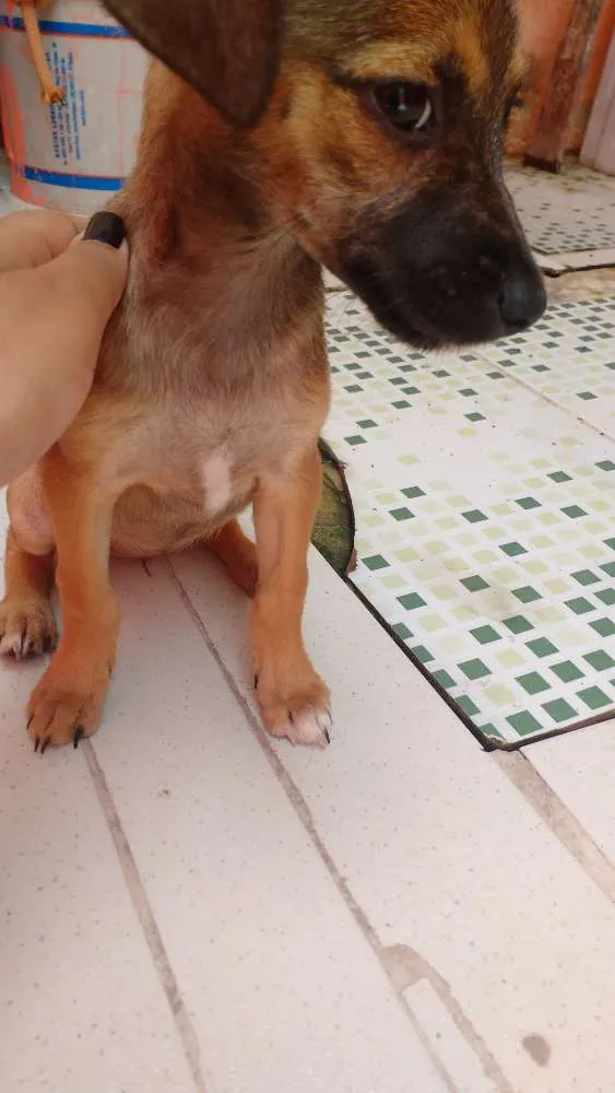 Cachorro ra a Não tem raça idade Abaixo de 2 meses nome Não tem nome