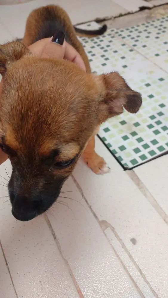 Cachorro ra a Não tem raça idade Abaixo de 2 meses nome Não tem nome