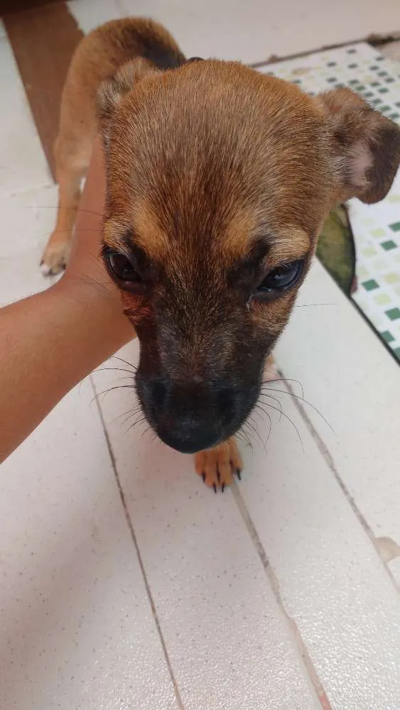 Cachorro ra a Não tem raça idade Abaixo de 2 meses nome Não tem nome