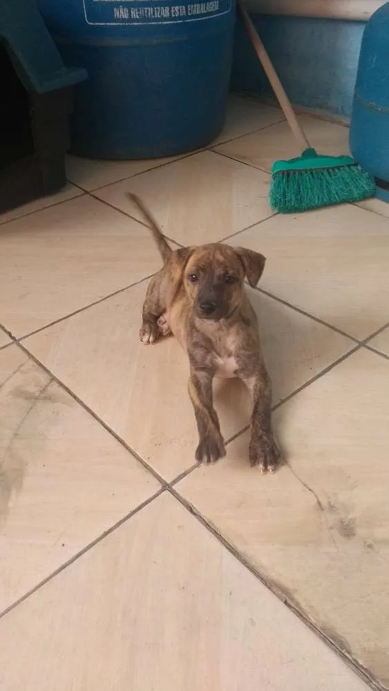 Cachorro raça Raça indefinida idade Abaixo de 2 meses nome Sem nome