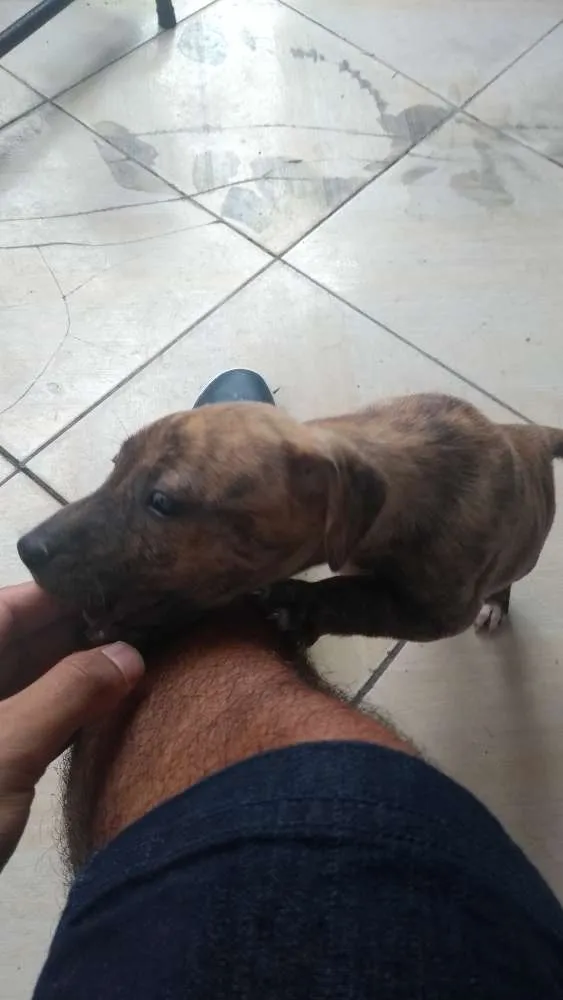 Cachorro raça Raça indefinida idade Abaixo de 2 meses nome Sem nome