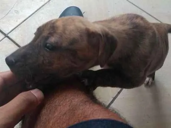 Cachorro raça Raça indefinida idade Abaixo de 2 meses nome Sem nome