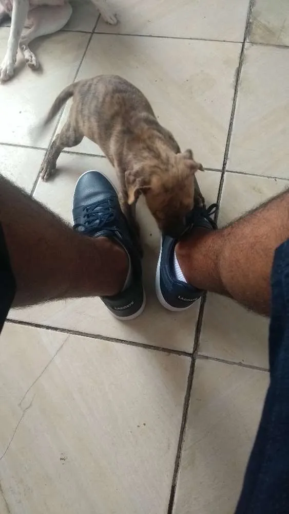 Cachorro raça Raça indefinida idade Abaixo de 2 meses nome Sem nome