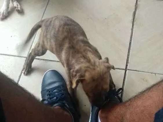 Cachorro raça Raça indefinida idade Abaixo de 2 meses nome Sem nome