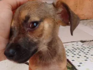 Cachorro raça Não tem raça idade Abaixo de 2 meses nome Não tem nome