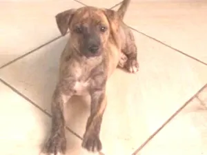 Cachorro raça Raça indefinida idade Abaixo de 2 meses nome Sem nome