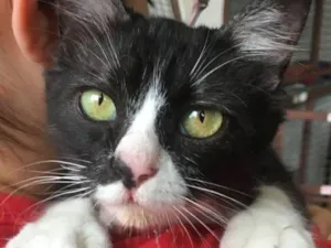 Gato raça srd idade 2 anos nome Minie