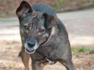 Cachorro raça SRD idade 4 anos nome Morena