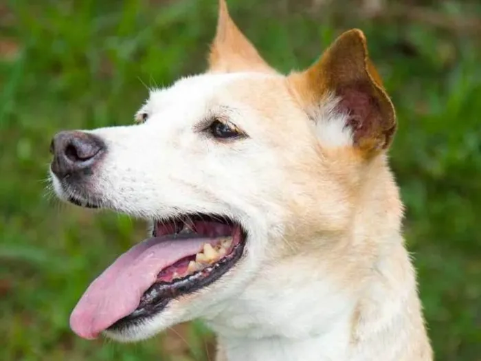 Cachorro ra a SRD idade 6 ou mais anos nome Messi