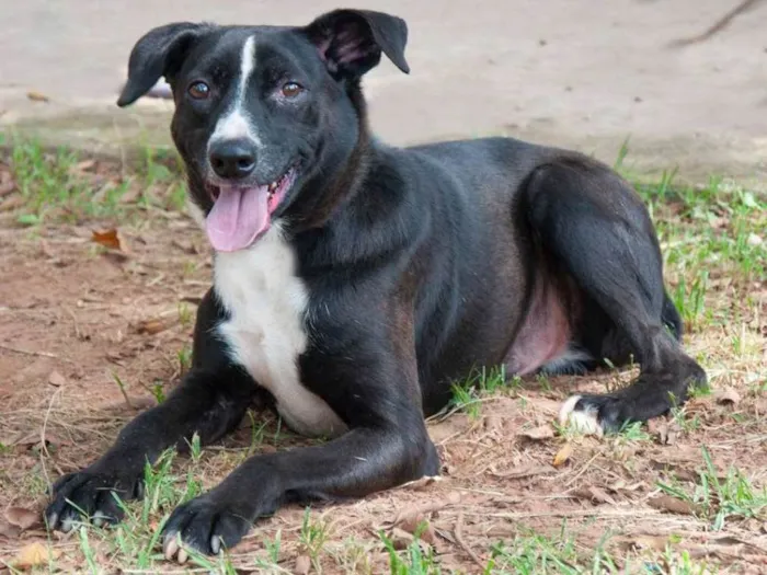 Cachorro ra a srd idade 5 anos nome Faísca