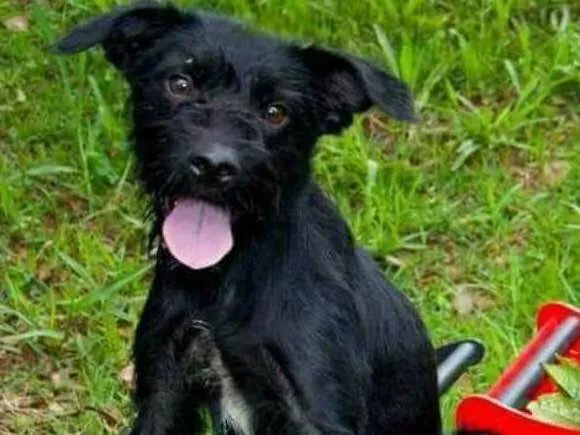 Cachorro ra a SRD idade 2 anos nome Mané