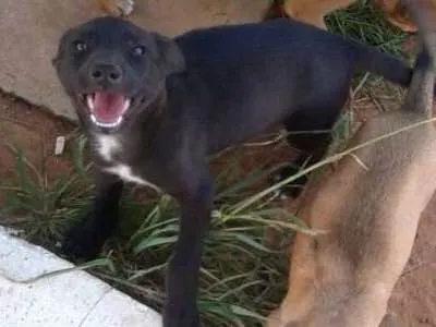 Cachorro ra a Sem raça definida idade 2 a 6 meses nome Sem nome