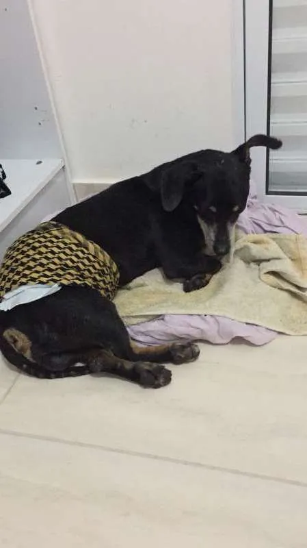 Cachorro raça SRD idade 6 ou mais anos nome Cãozinho idoso