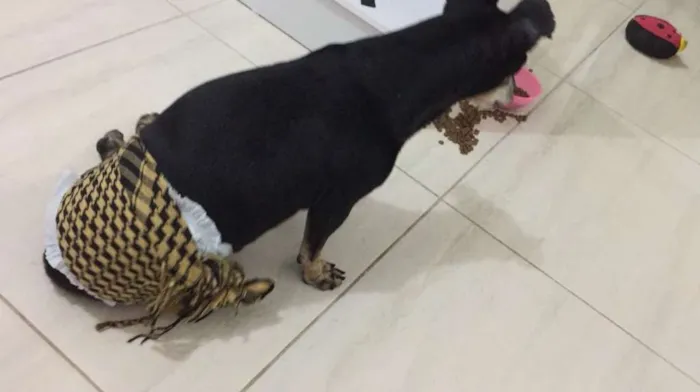 Cachorro raça SRD idade 6 ou mais anos nome Cãozinho idoso