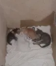 Não tem 