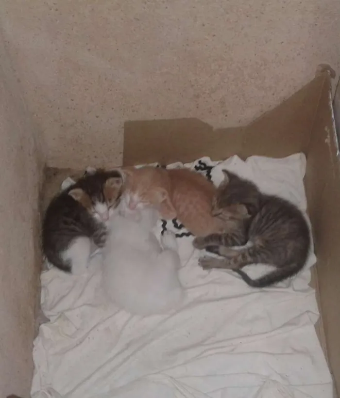 Gato ra a Não sei  idade  nome Não tem 