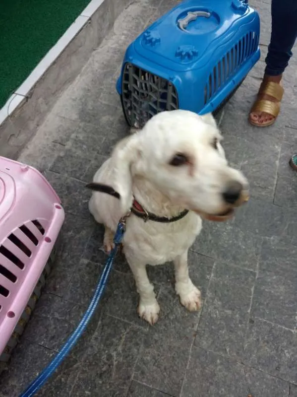 Cachorro ra a Poodle idade 2 anos nome Leo