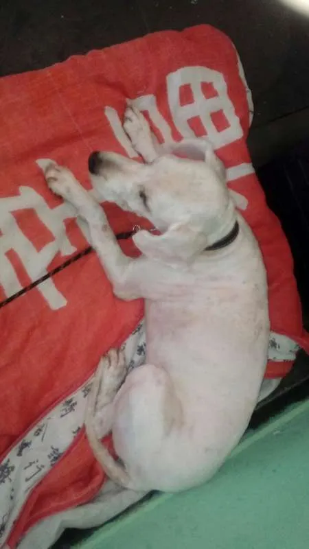 Cachorro ra a Poodle idade 2 anos nome Leo