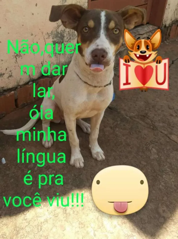 Cachorro ra a Srd idade 7 a 11 meses nome Doli