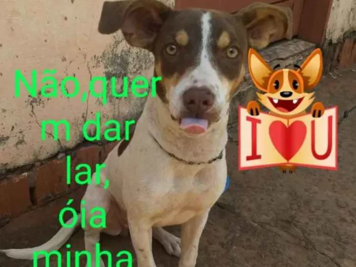Cachorro ra a Srd idade 7 a 11 meses nome Doli