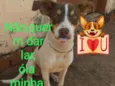 Doli
