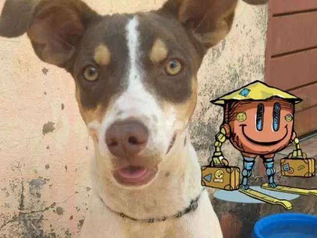 Cachorro ra a Srd idade 7 a 11 meses nome Doli