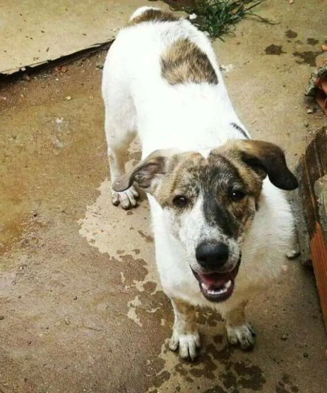 Cachorro ra a SRD idade 1 ano nome Juca